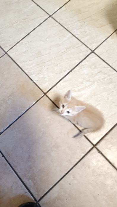 Отдам котят бесплатно