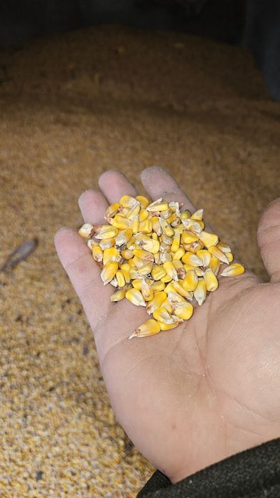 De vanzare Graunte 2025