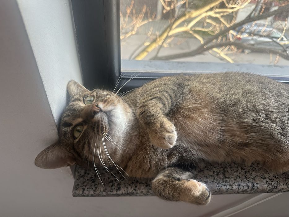 Luna isi cauta casuta