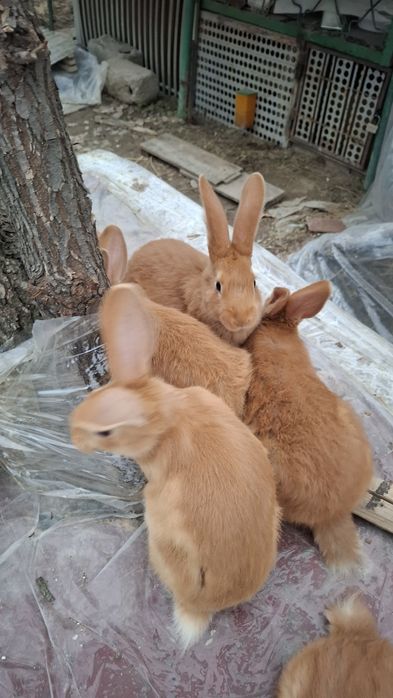 Burgund bollari sotiladi