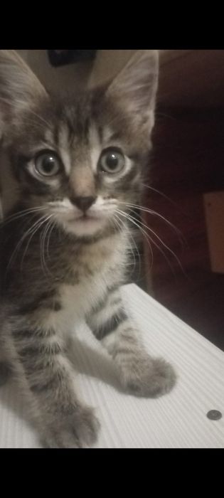 2 мальчика котята