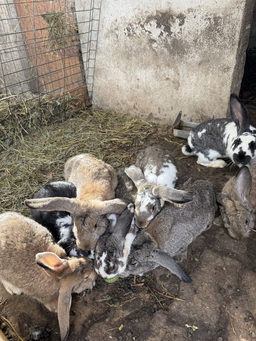 Vand iepuri de rasa mare peste 3 luni