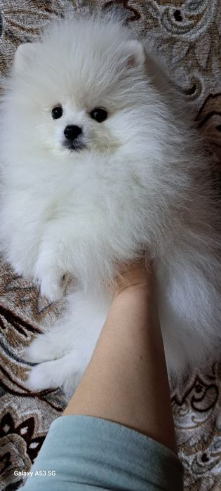 Шпиц мальчик белый