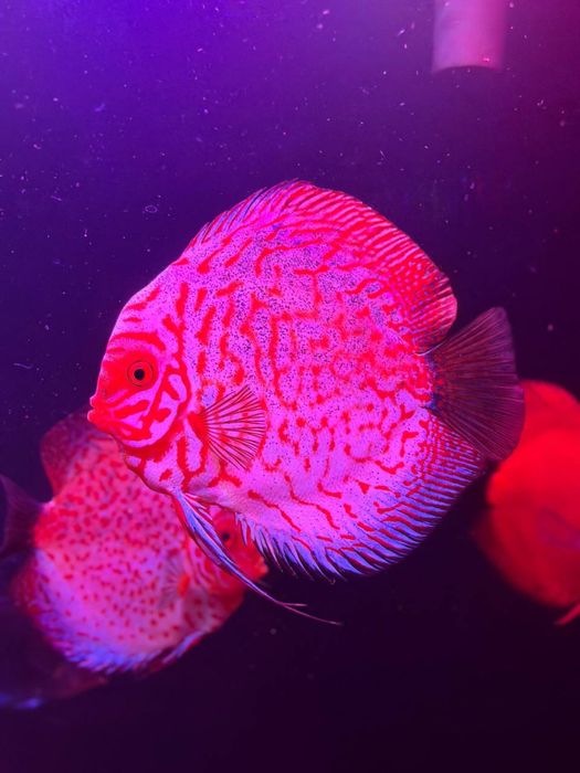 Дискус Пиджен ПРОДАЮТСЯ