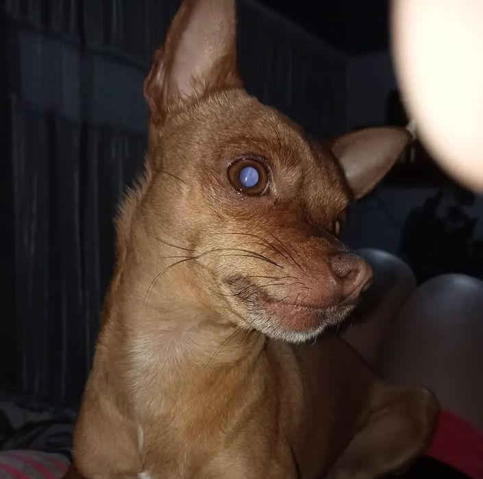 Отдам в хорошие руки, девочки в хорошие руки кто умеет ухаживать