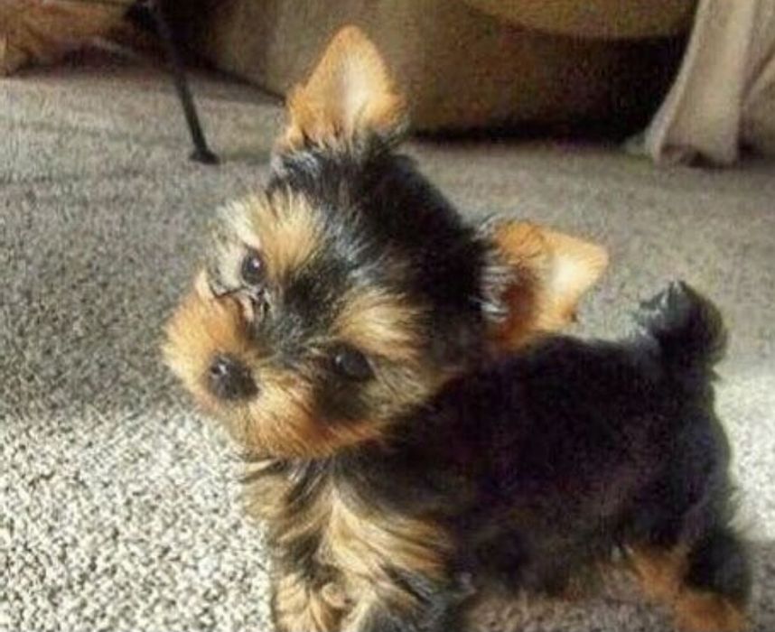 Yorkshire terrier talie mica
