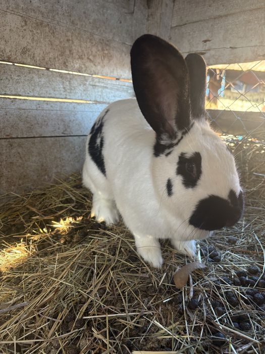 Vând doua femele de fluture german