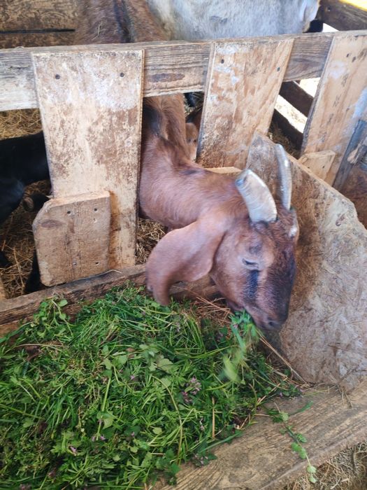 Vând iezi anglo nubian