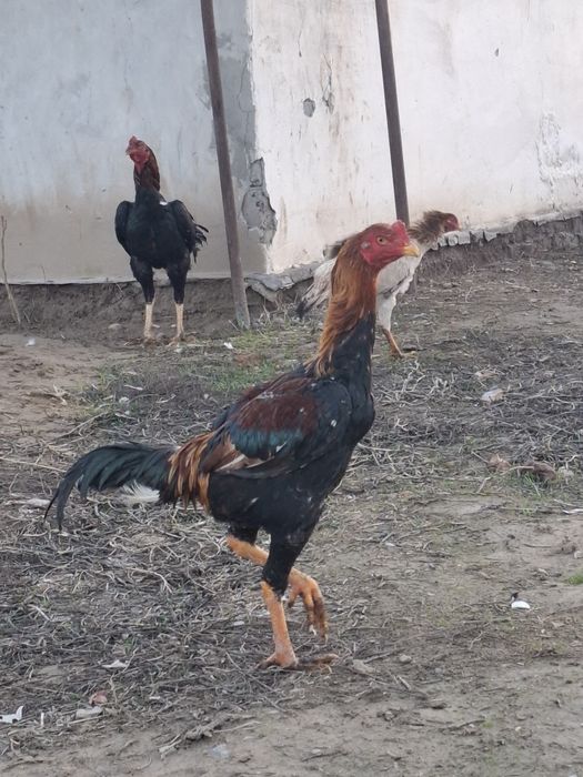 Дакан шөжелер сатылады