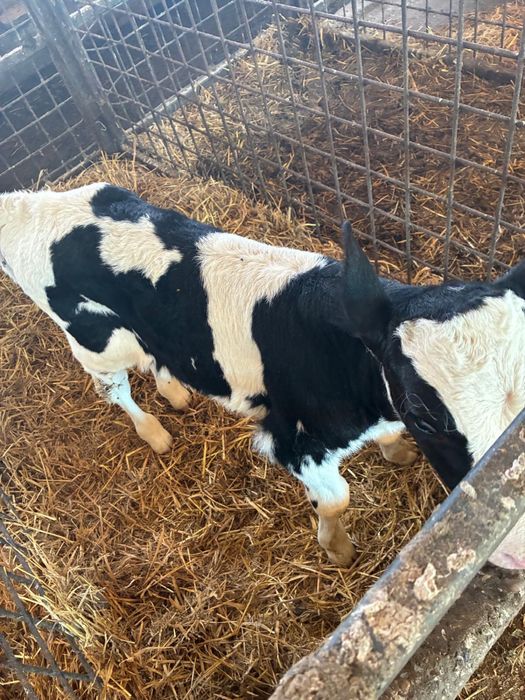 Vând tăuraș holstein