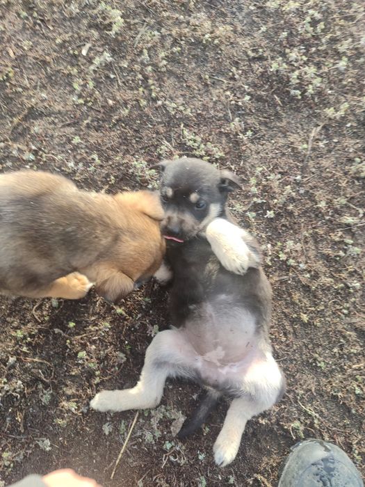 Щенки в добрые руки