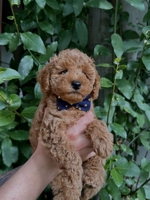 Той пудел/Toy poodle/Чистокръвни той пуделчета (черни и ред/априкот)