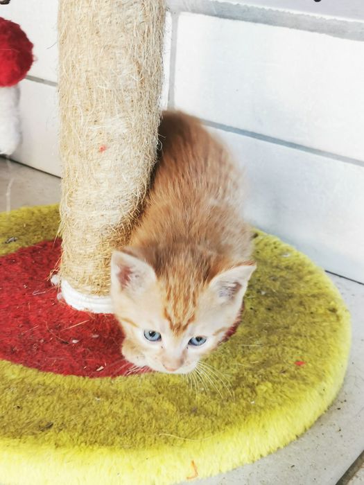 Donatie pui pisica