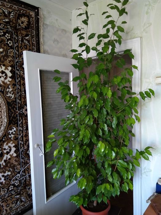 Фикус Бенджамина