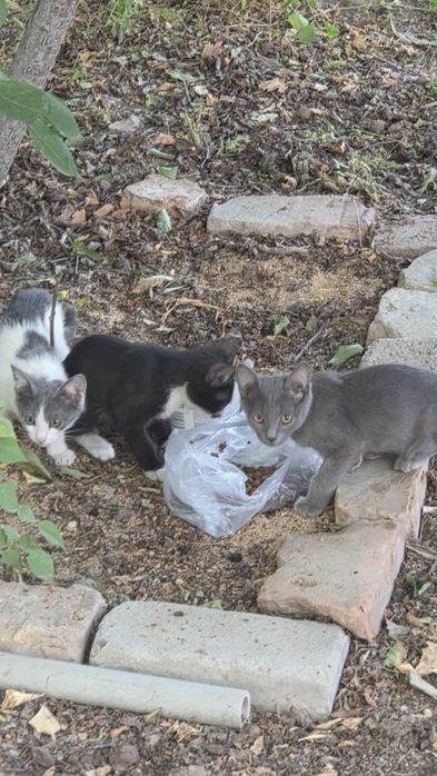 Котята уличные в добрые руки