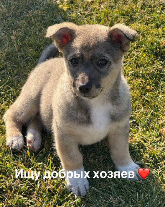 Отдам щеночка в добрые руки