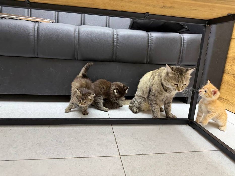 Отдам даром котят 1 месяц