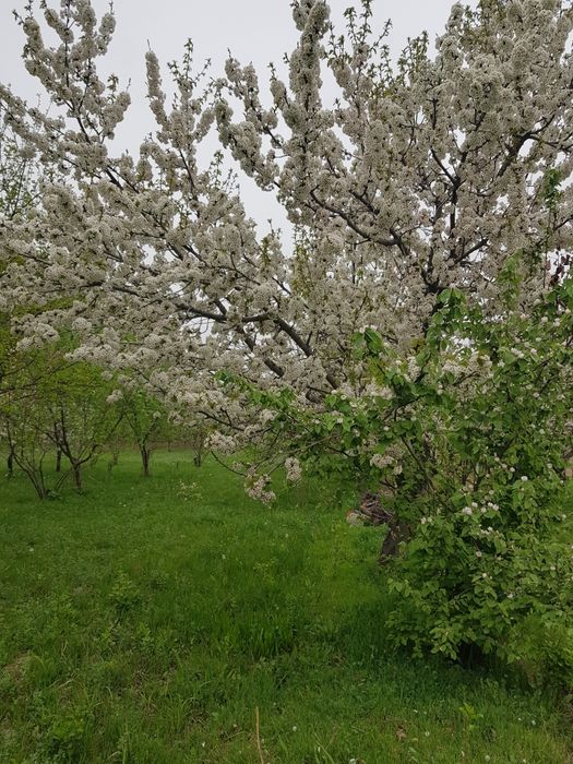Namangan viloyati Mevali bo'g sotiladi