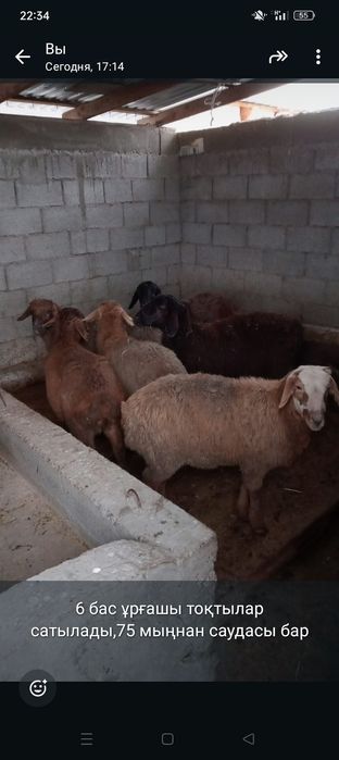 Тоқтылар сатылады