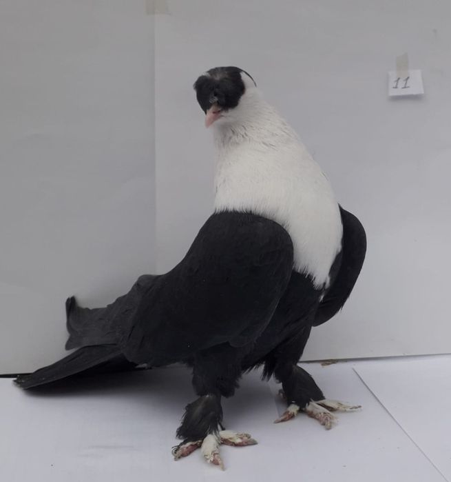 Продам голубей породы Шахшарли