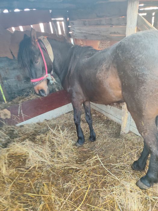 Vând iapă de trei ani