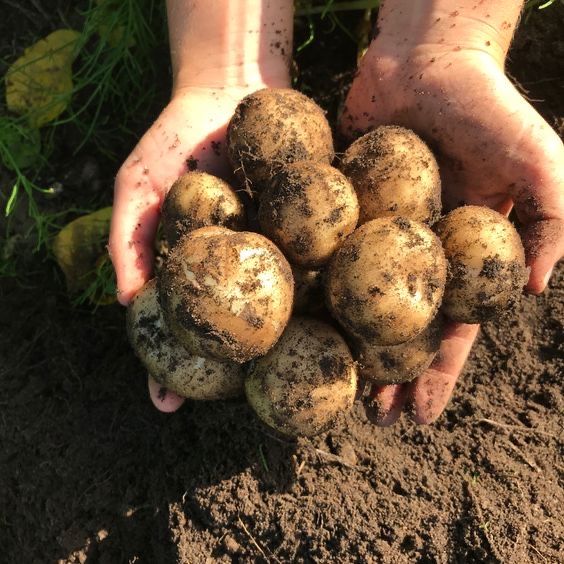 Продам картошку семянную