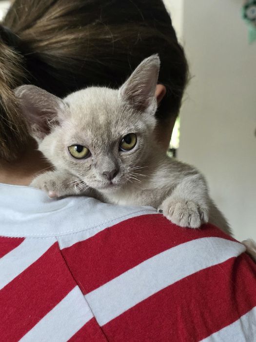 Котята Европейской бурмы 3 месяца