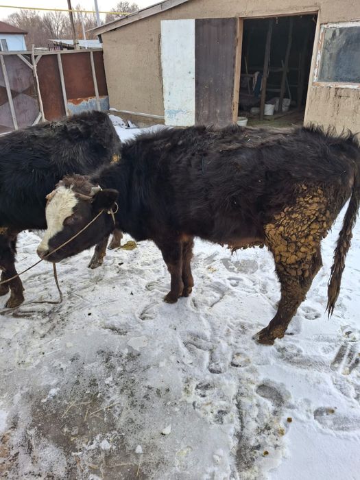 Продам бычков хороших