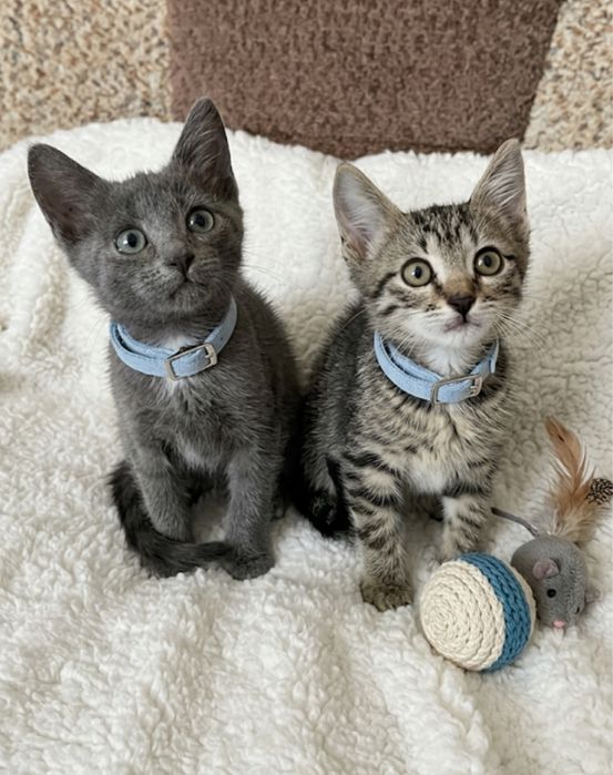 Котята мальчики в добрые руки