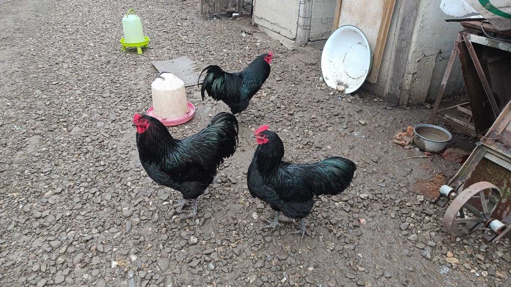 3 cocosi australorp