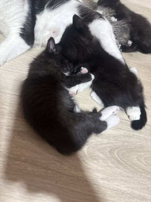 Отдам кошку с котенками