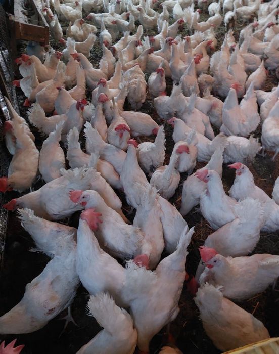 Продам курей несушек, уточки,гуси и бройлеры
