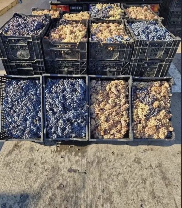 Struguri de vin garantam un vin delicios