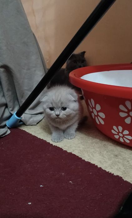 Котята, британец+шотланка микс