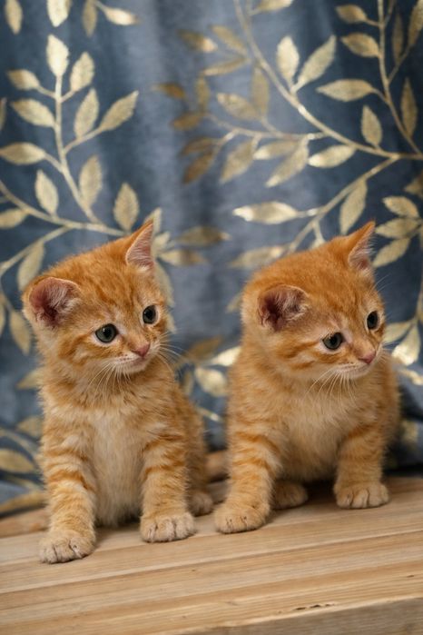 Срочно В хорошие Руки котята !