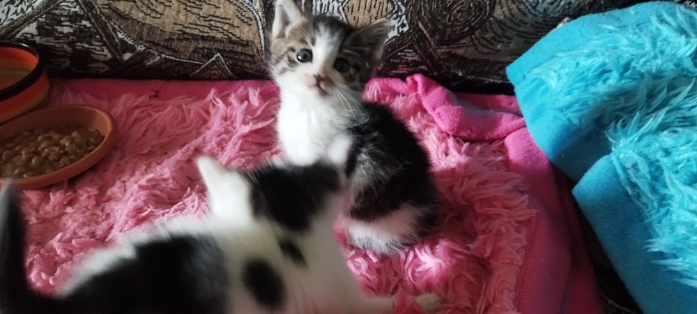 Котята в хорошие руки