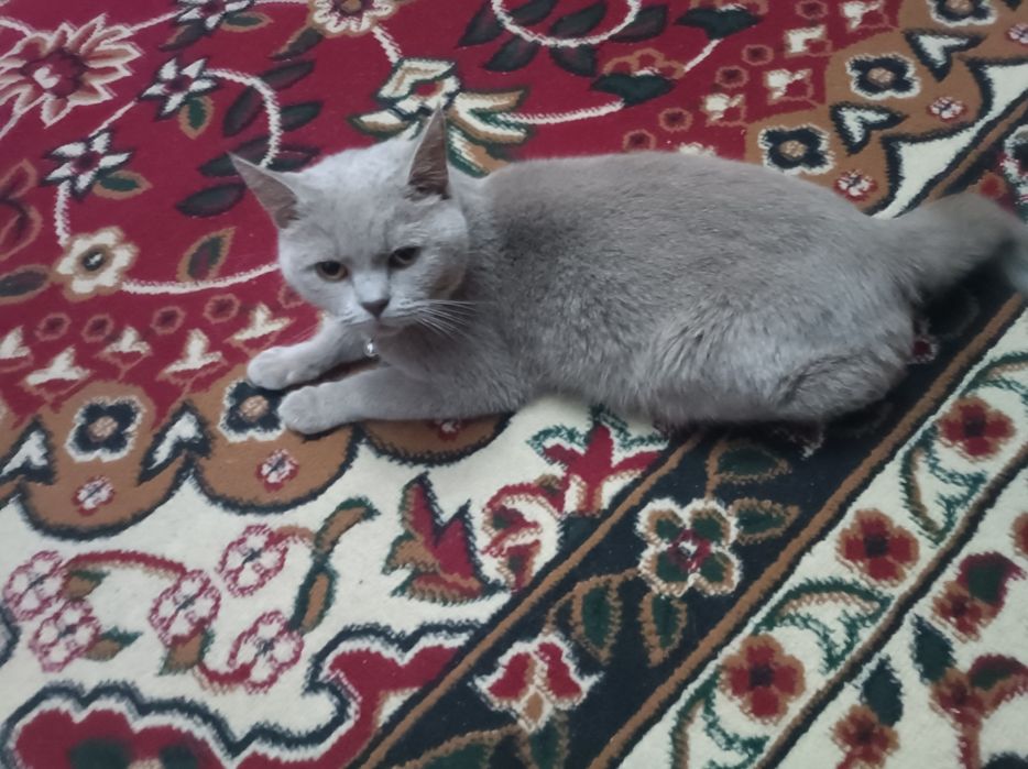 Scottish straight sotiladi