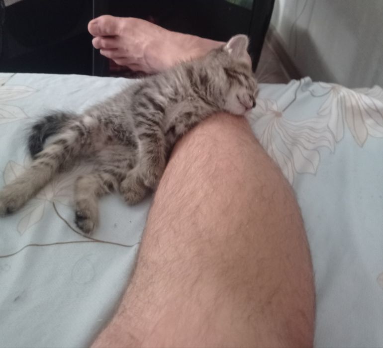 Отдам котят в добрые и заботливые руки