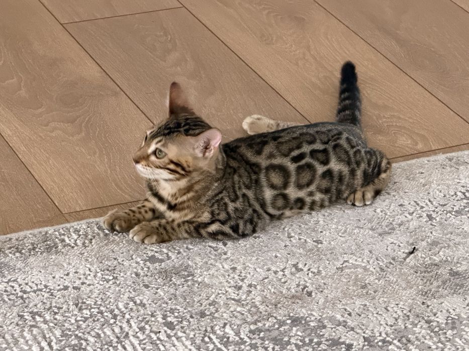 Продается Котенок породы Бенгал