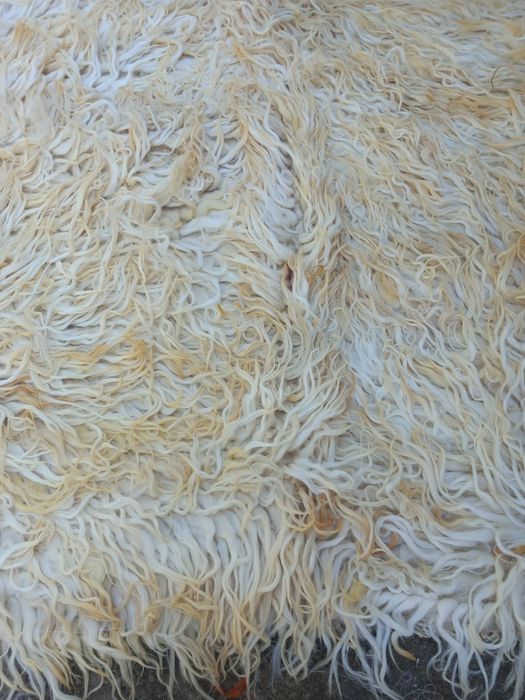 Родопски китеници