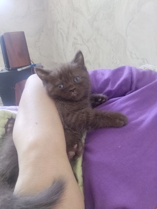 Готовы к переезду котята. И ищут новый дом. Породистые котят.