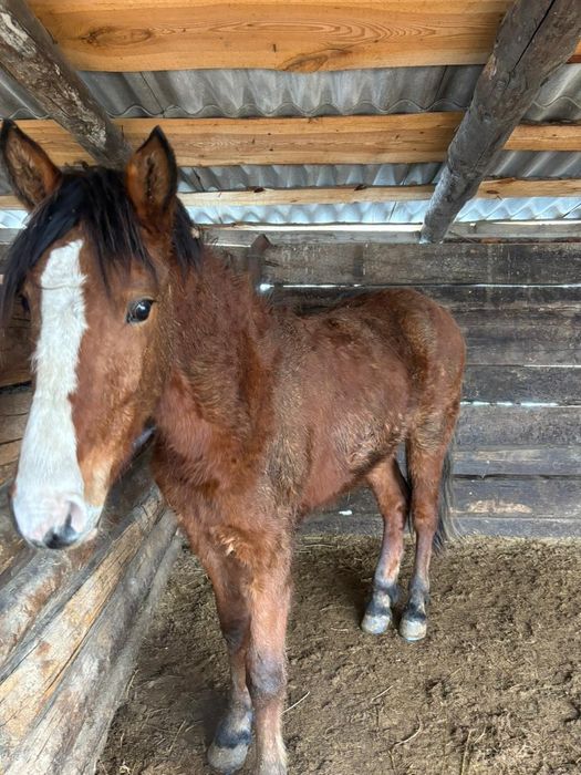 Жуас жылқы сатылады