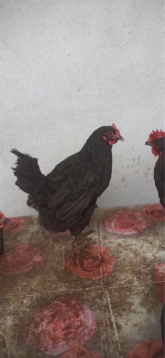 Tovuqlar sotiladi 28ta