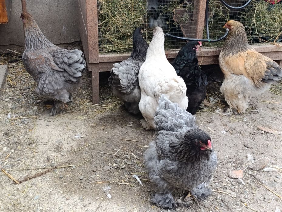 Ouă brahma pentru incubat