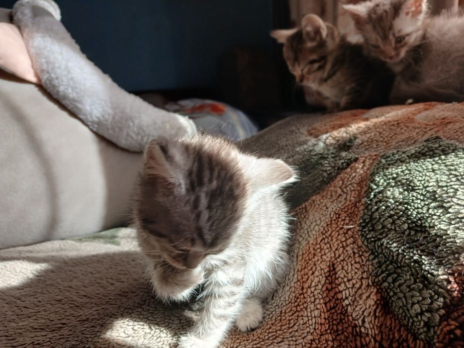 Милая кроха в ваш дом