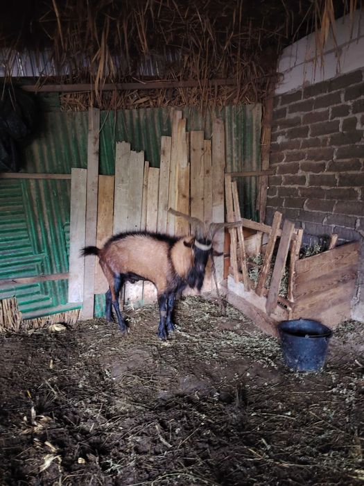 Vand tap alpin francez sau schimb cu o capra sau iada buna de lapte