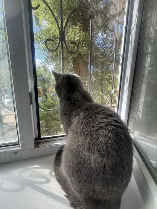 Отдам кошечку Бусинку в добрые руки