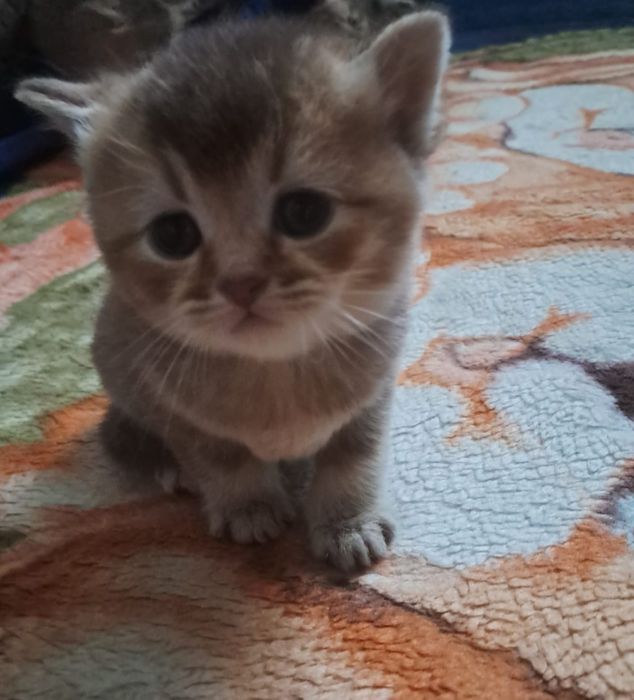 Шотландские котята
