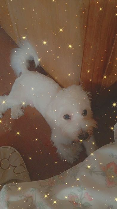 Продаваме малтийска болонка (мъжко) възможен коментар по цената