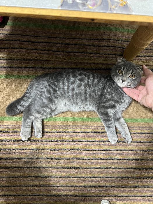 Mushuk sotiladi o’g’il bola Skottish fold